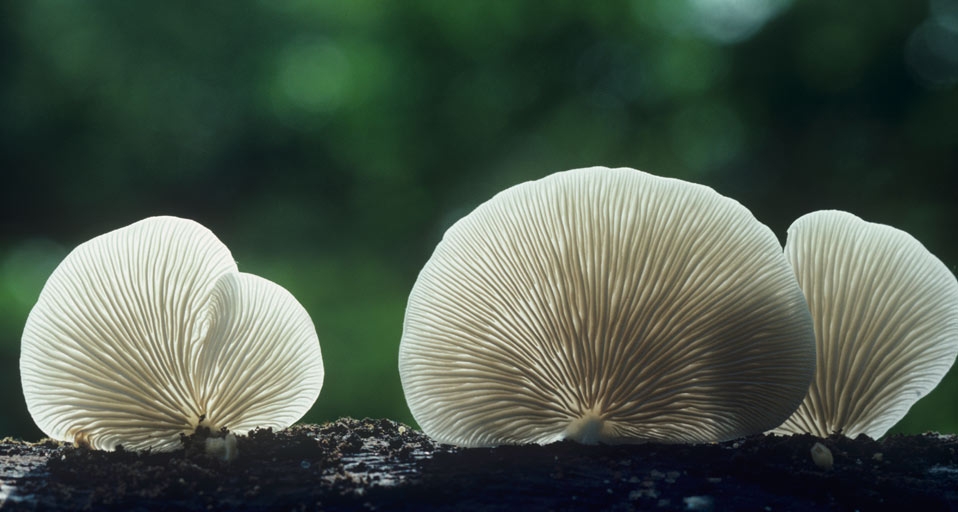 Flat crepe mushrooms (Crepidotus applanatus) -- Dick Poe/Visuals Unlimited, Inc. &copy; (Bing United Kingdom)