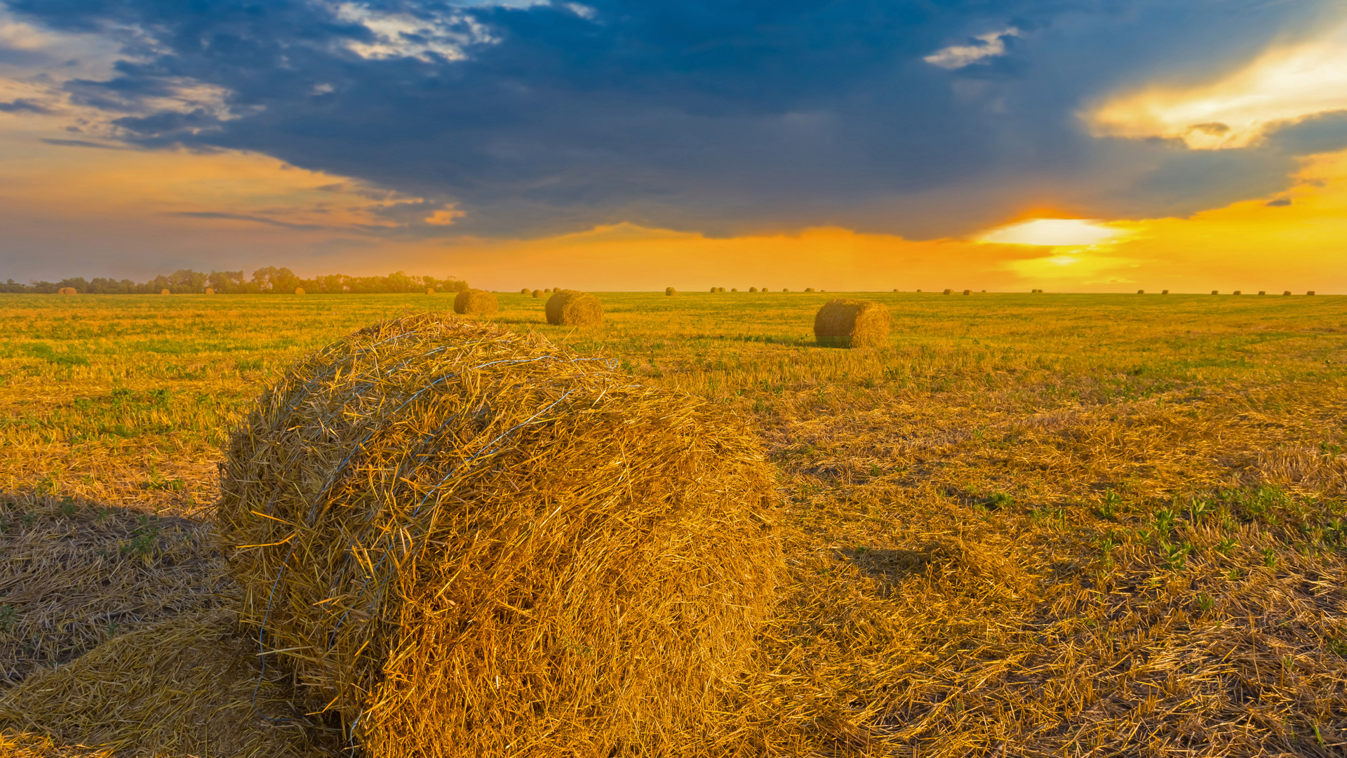 Wheat field in Ukraine (© Yuriy Kulik/Getty Images)(Bing Canada)