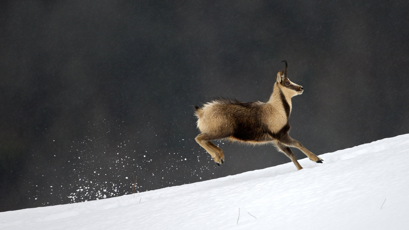 Chamois (Rupicapra pyrenaica), National Park of Pyrenees, France (© Preau Louis-Marie/Hemis/Corbis)(Bing United Kingdom)