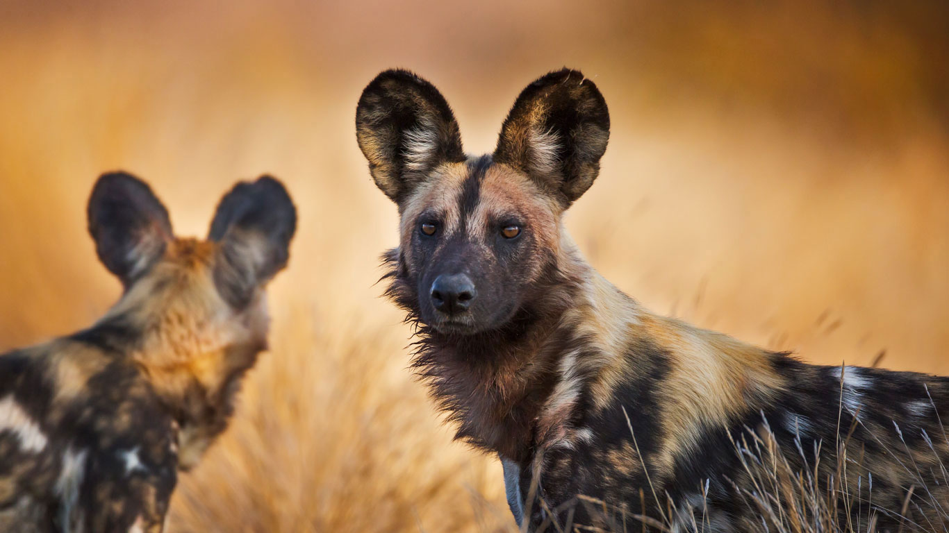 African wild dogs in Kruger National Park, South Africa (© Richard Du Toit/Minden Pictures)(Bing United Kingdom)