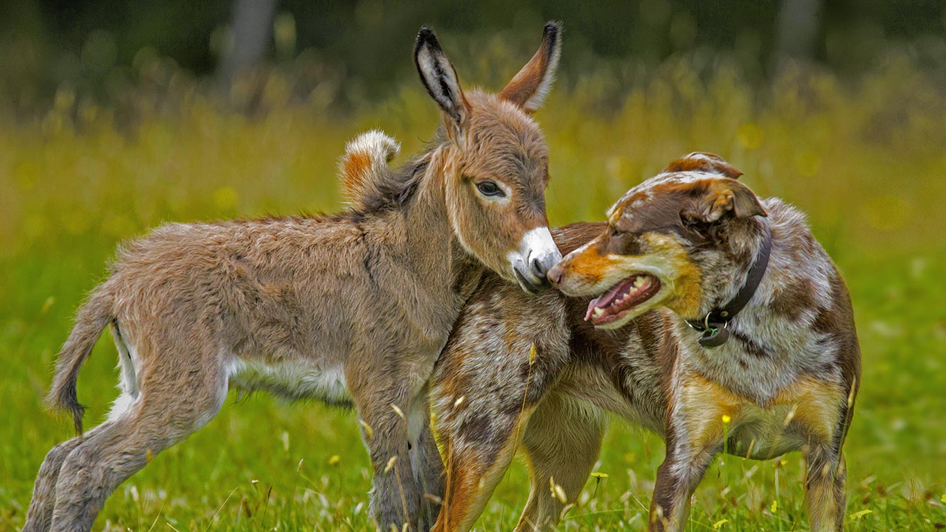 Siesta the donkey greets Sudo the dog in Melbourne, Australia (© Sarah Matray/REX Shutterstock)(Bing United Kingdom)