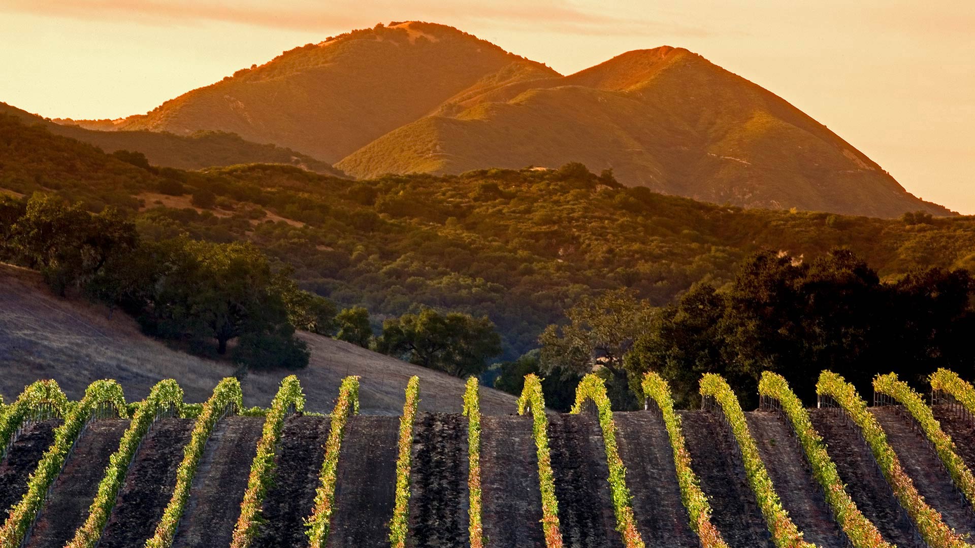 中部海岸的葡萄园，加利福尼亚大阿罗约 (© Ian Shive/Tandem Motion + Stills)(Bing China)