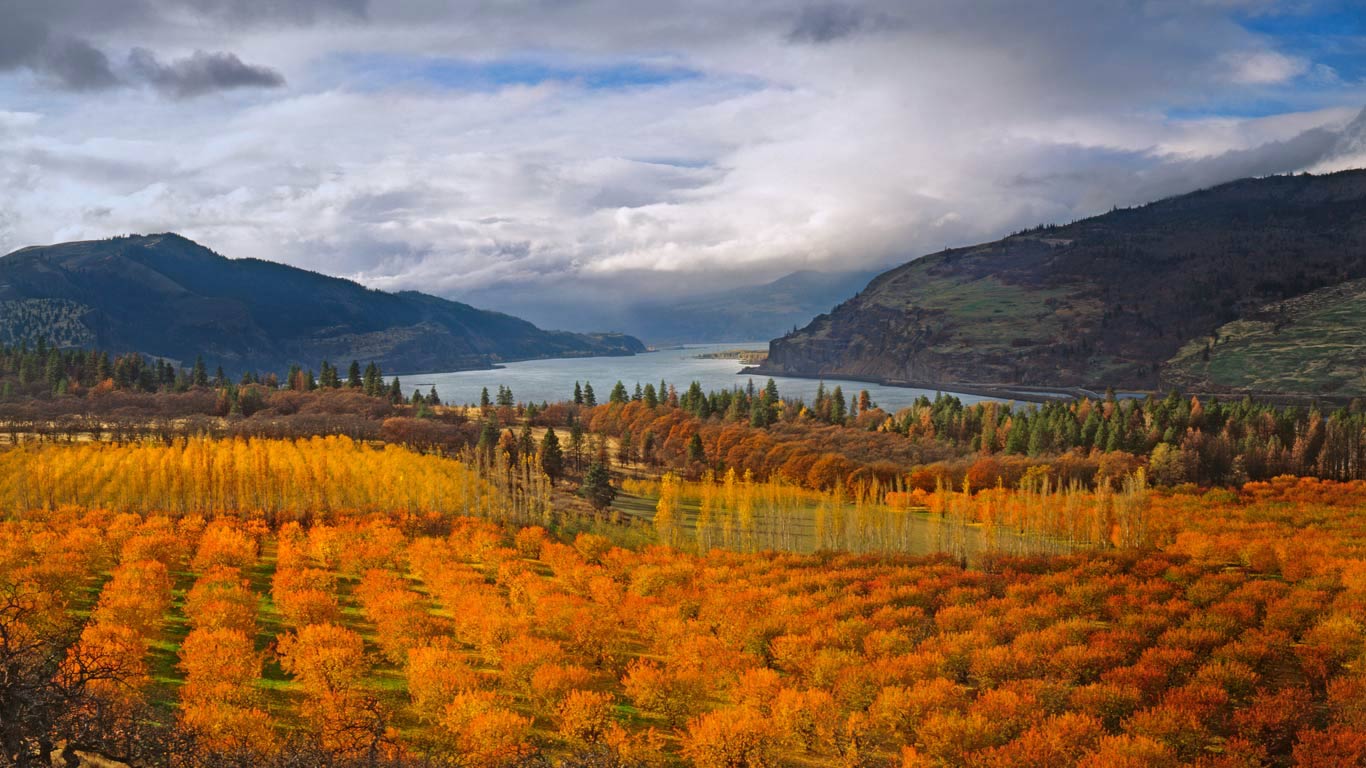 Cherry orchards in the Columbia River Gorge National Scenic Area, Oregon (© Jaynes Gallery/Danita Delimont)(Bing Canada)