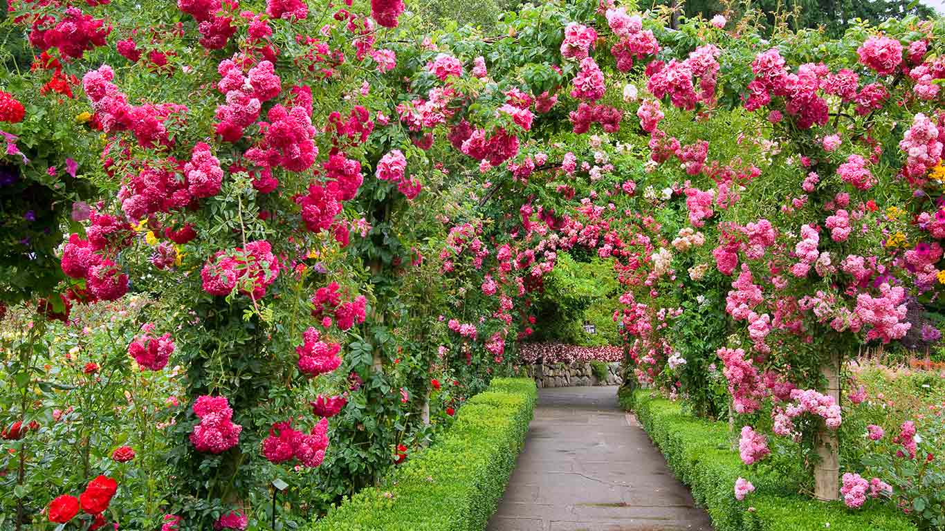 Rose Garden, Butchart Gardens, Greater Victoria, B.C. (© Elfi Kluck/Getty Images)(Bing Canada)