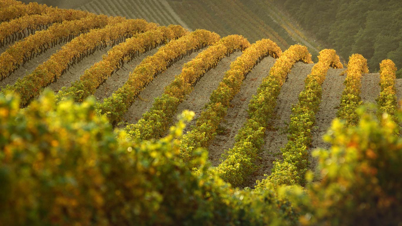 Vignes côtes-du-rhône sur les coteaux des Dentelles de Montmirail, Gigondas, Vaucluse, PACA (© Adam Eastland/Alamy)(Bing France)