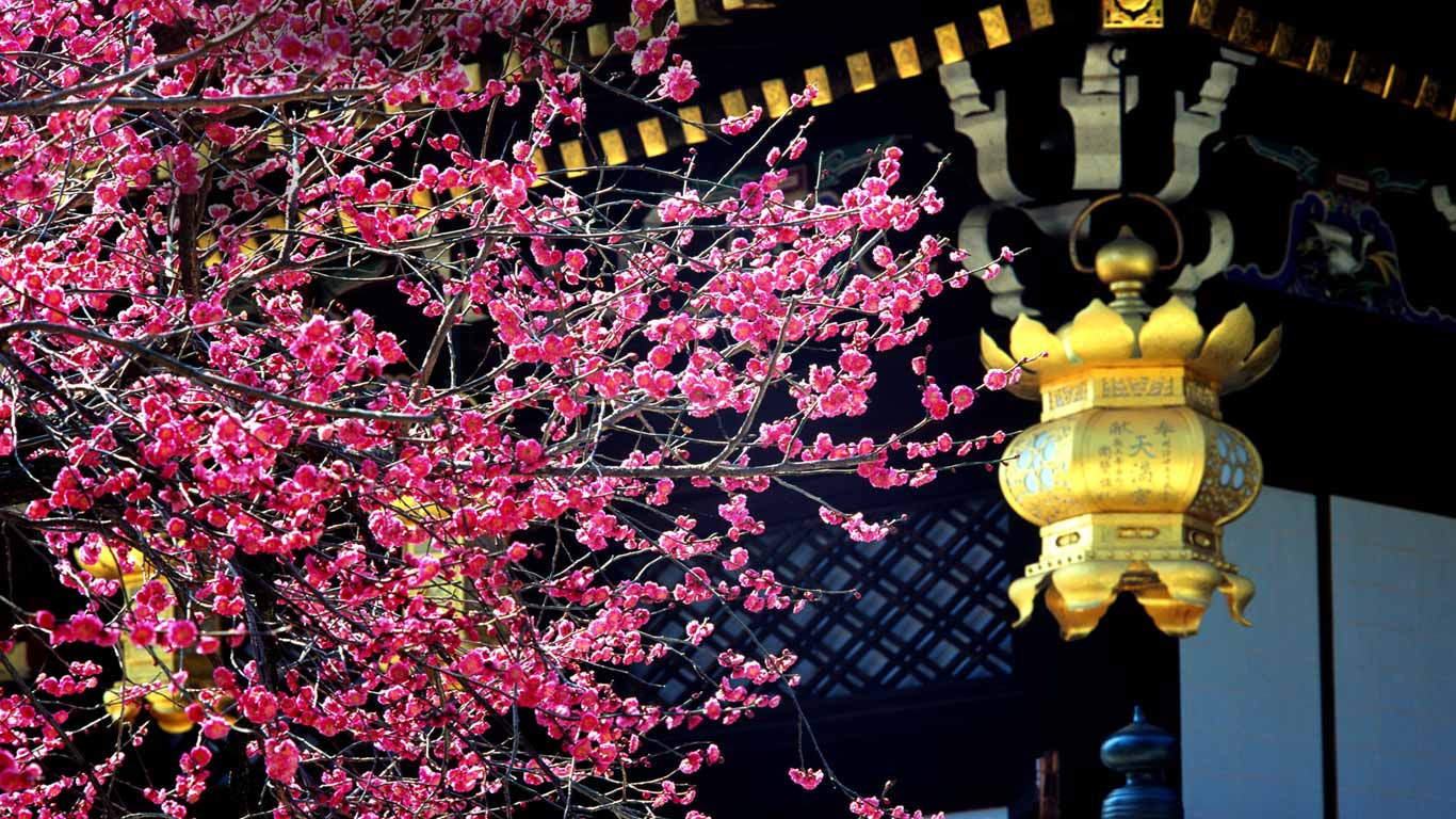 ｢北野天満宮の梅｣京都, 上京区 (© JTB MEDIA CREATION, Inc./Alamy Stock Photo)(Bing Japan)
