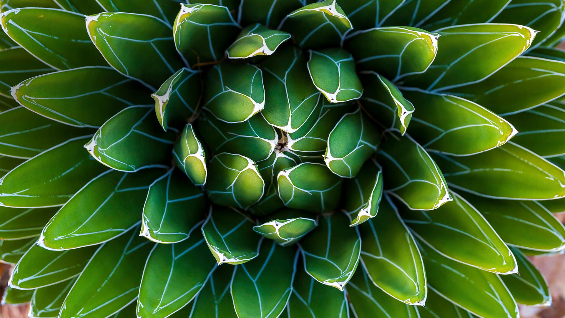An agave plant for Fibonacci Day (© Moab Republic/Shutterstock)(Bing United Kingdom)