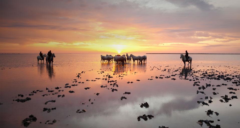 A silhouette of Guardians standing by a herd of white horses at sunrise in the Camargue, France (© SIME / eStock Photo) &copy; (Bing United Kingdom)