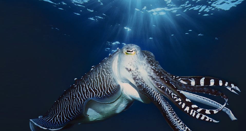 Male Broadclub Cuttlefish in courtship, Indonesia -- White/Photolibrary &copy; (Bing United Kingdom)