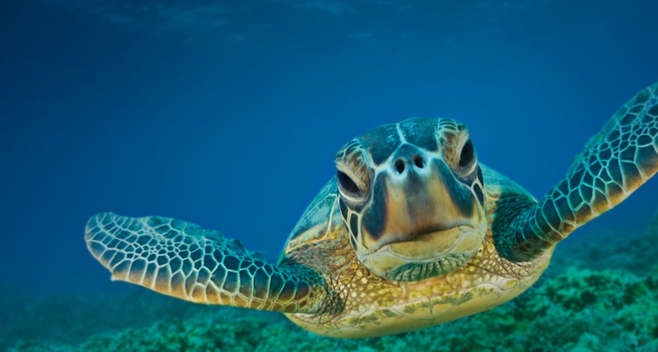 Green Turtle, Maui, Hawaii -- Reinhard Dirscherl/Visuals Unlimited, Inc. &copy; (Bing United Kingdom)