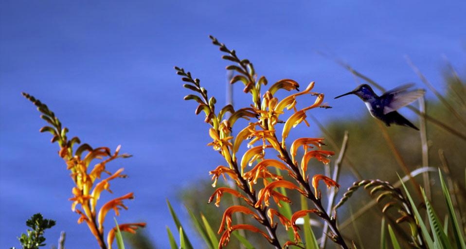 A hummingbird feeds on the nectar of flowers (© Kennan Ward / Footage Search) &copy; (Bing Canada)
