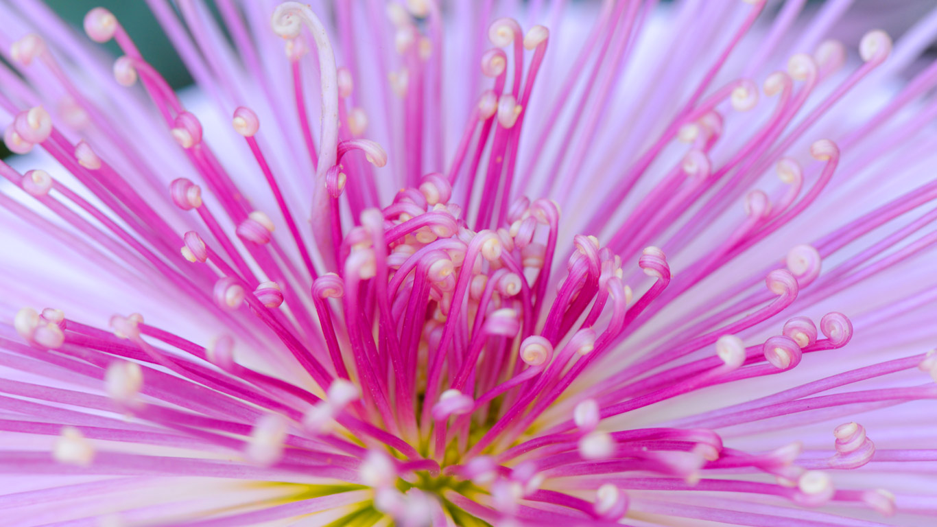 Traditional chrysanthemum of Japan (© I love Photo and Apple/Getty images)(Bing United Kingdom)