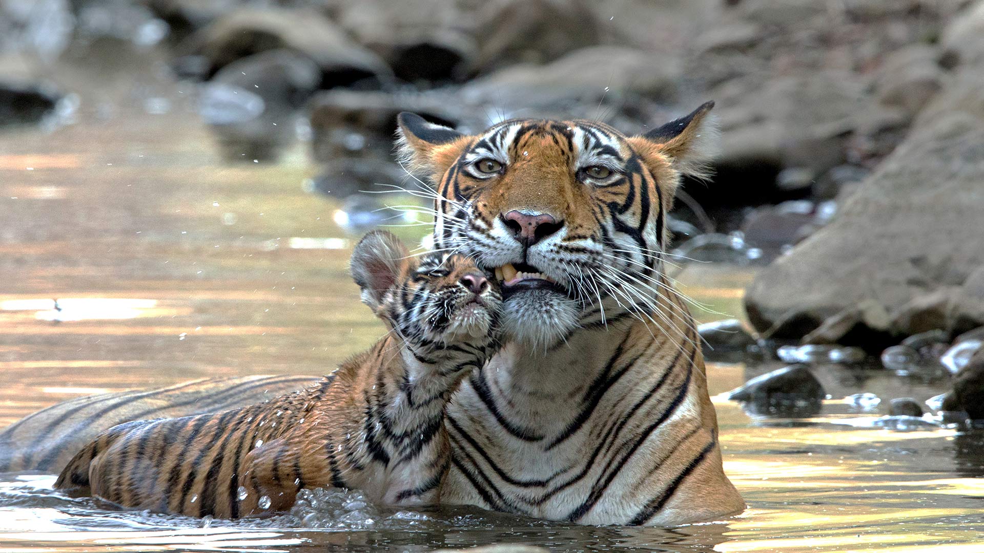 ベンガルトラの親子, インド (© Andy Rouse/NPL/Minden Pictures)(Bing Japan)