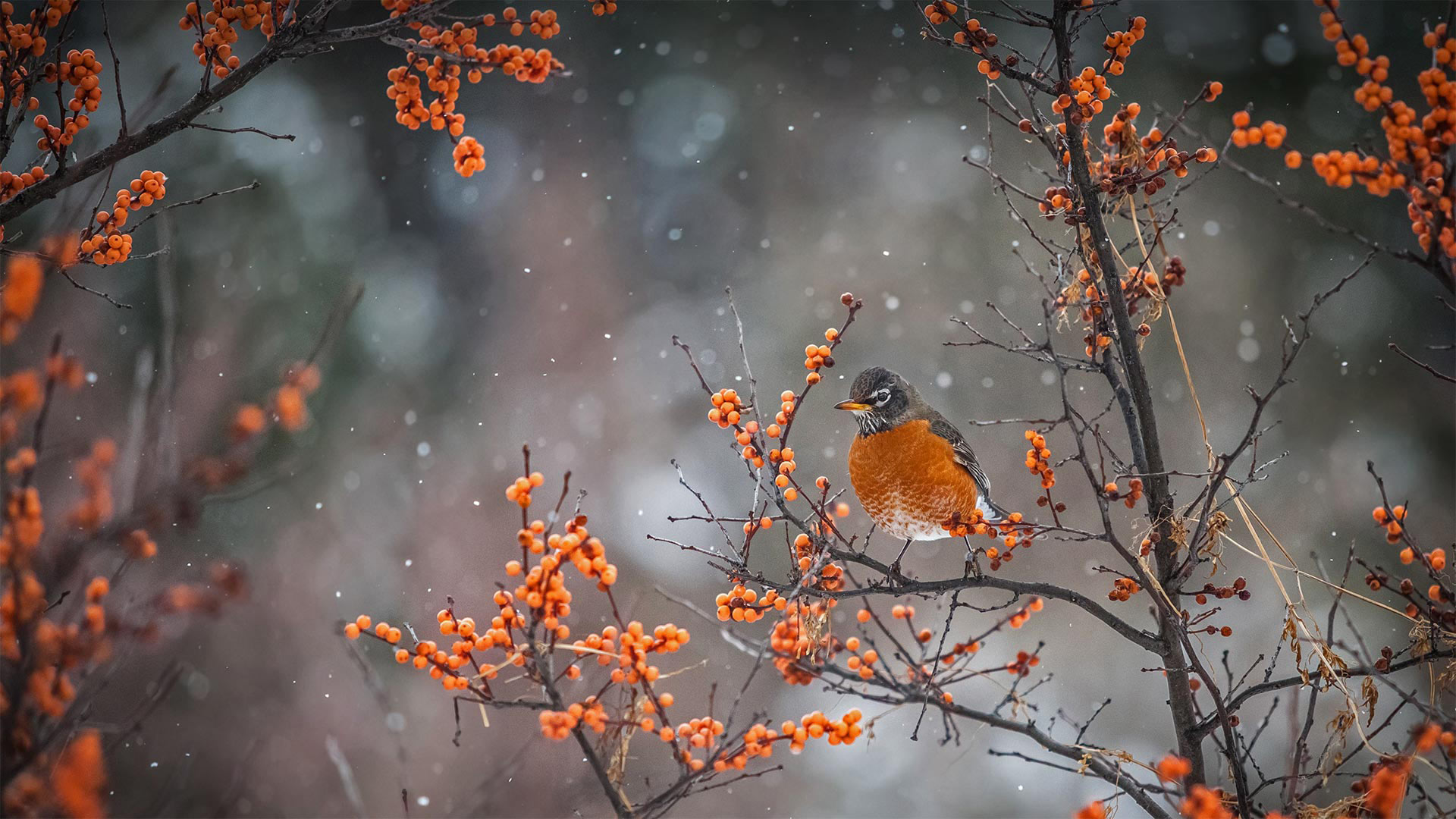 American robin perched on a branch in Canada (© marcophotos/Getty Images)(Bing Canada)