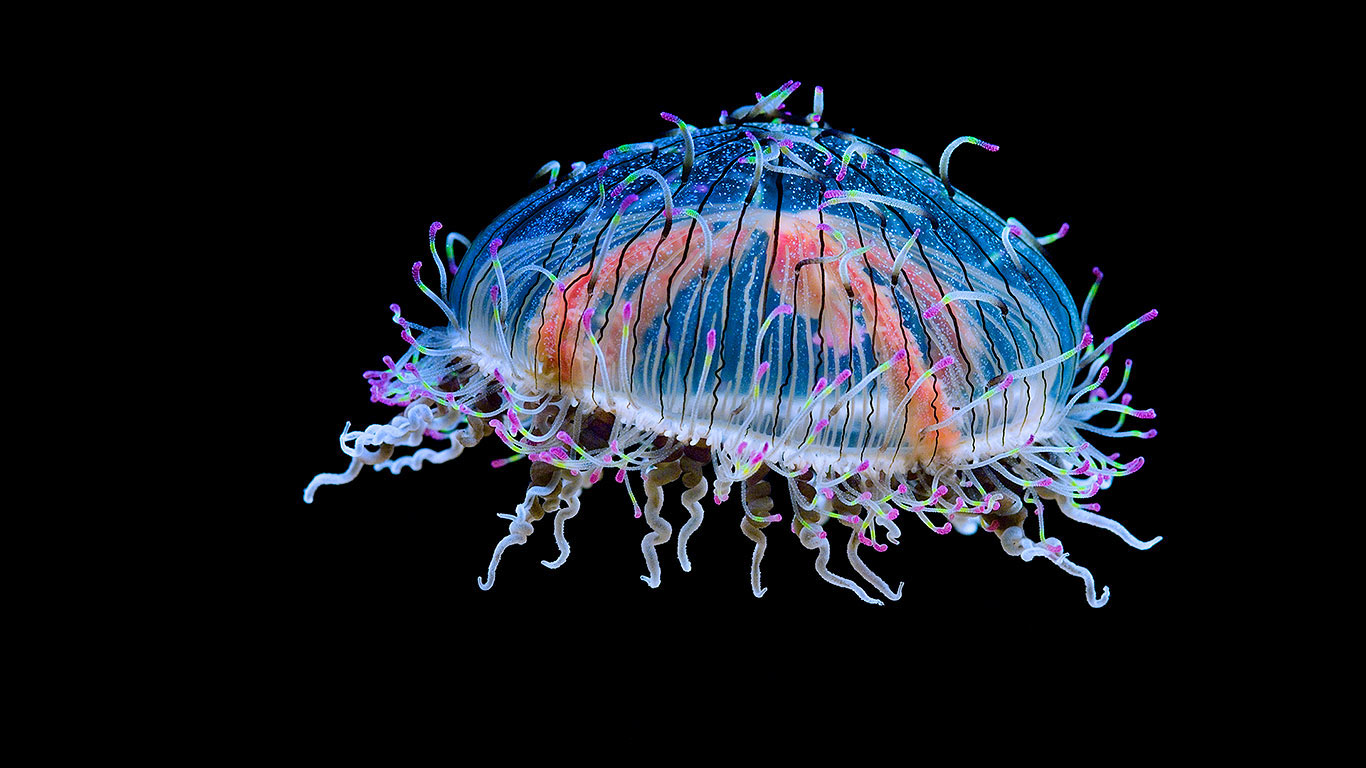 ｢ハナガサクラゲ｣ (© Frans Lanting/plainpicture)(Bing Japan)