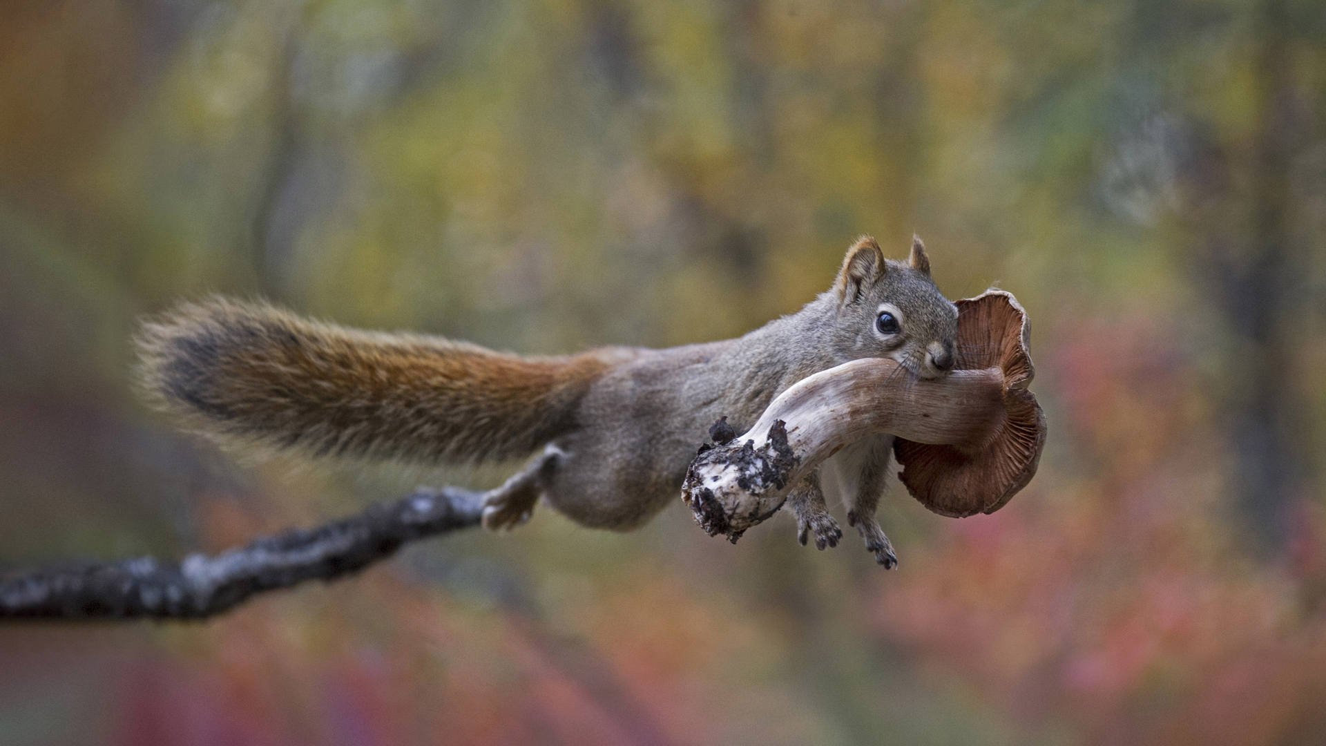 Eichhörnchen beim Transport eines Pilzes (© Michael Quinton/Minden Pictures)(Bing Deutschland)