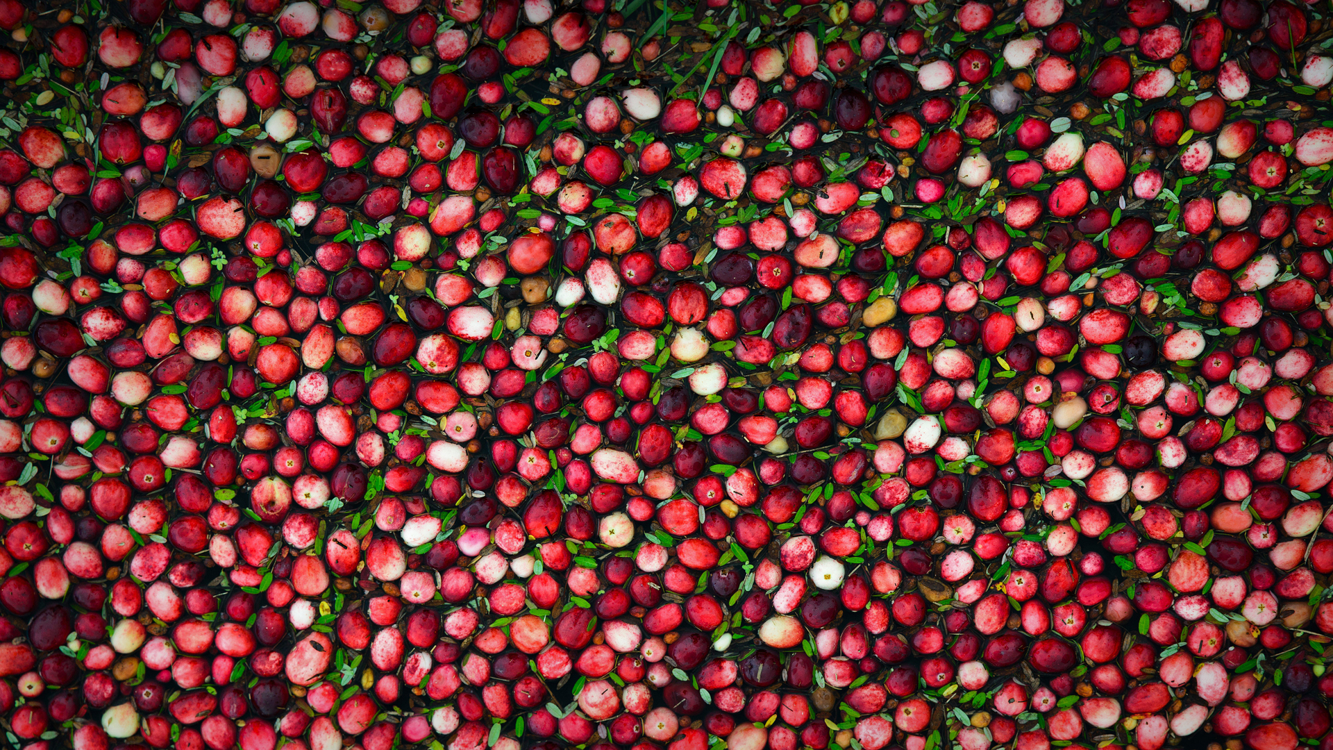 Cranberry bog (© SHSPhotography/Getty Images)(Bing United States)