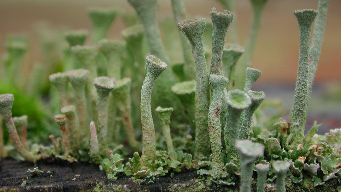 Pixie-cup lichen growing on a post (© Robert Faller)(Bing United Kingdom)