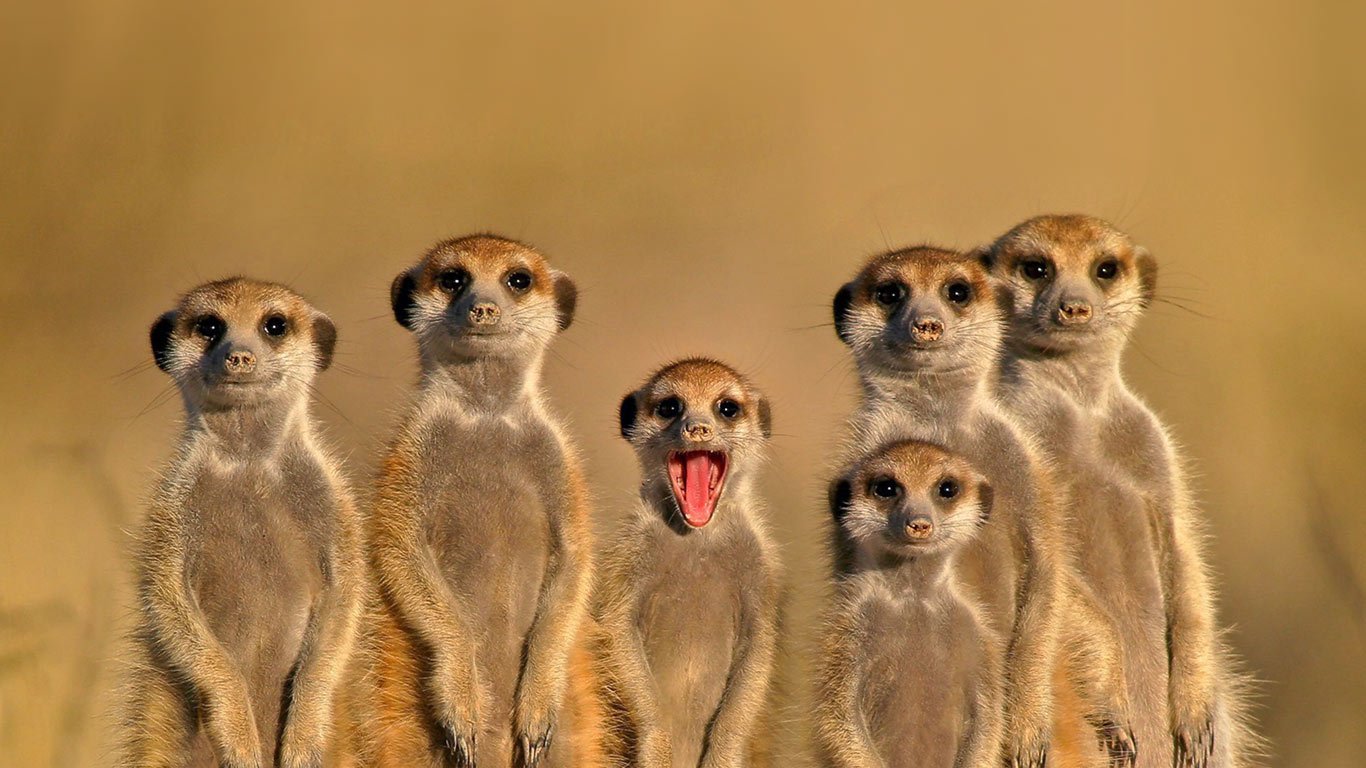 Meerkats in Botswana (© Nico Smit/Rex Features)(Bing United Kingdom)