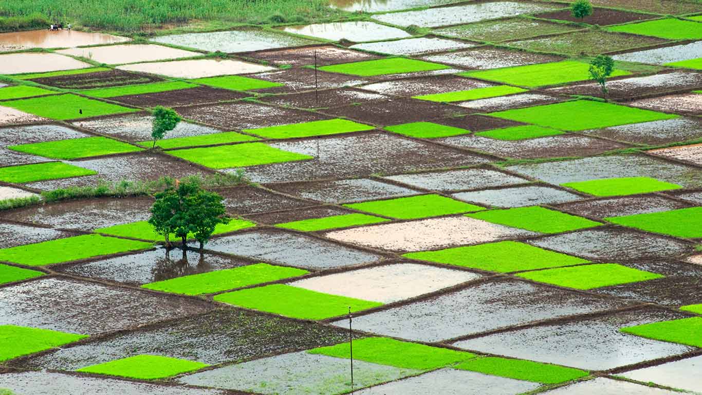 Rice field during monsoon, Chiplun, Ratnagiri, Maharashtra, India (© Dinodia Photo/age fotostock)(Bing New Zealand)