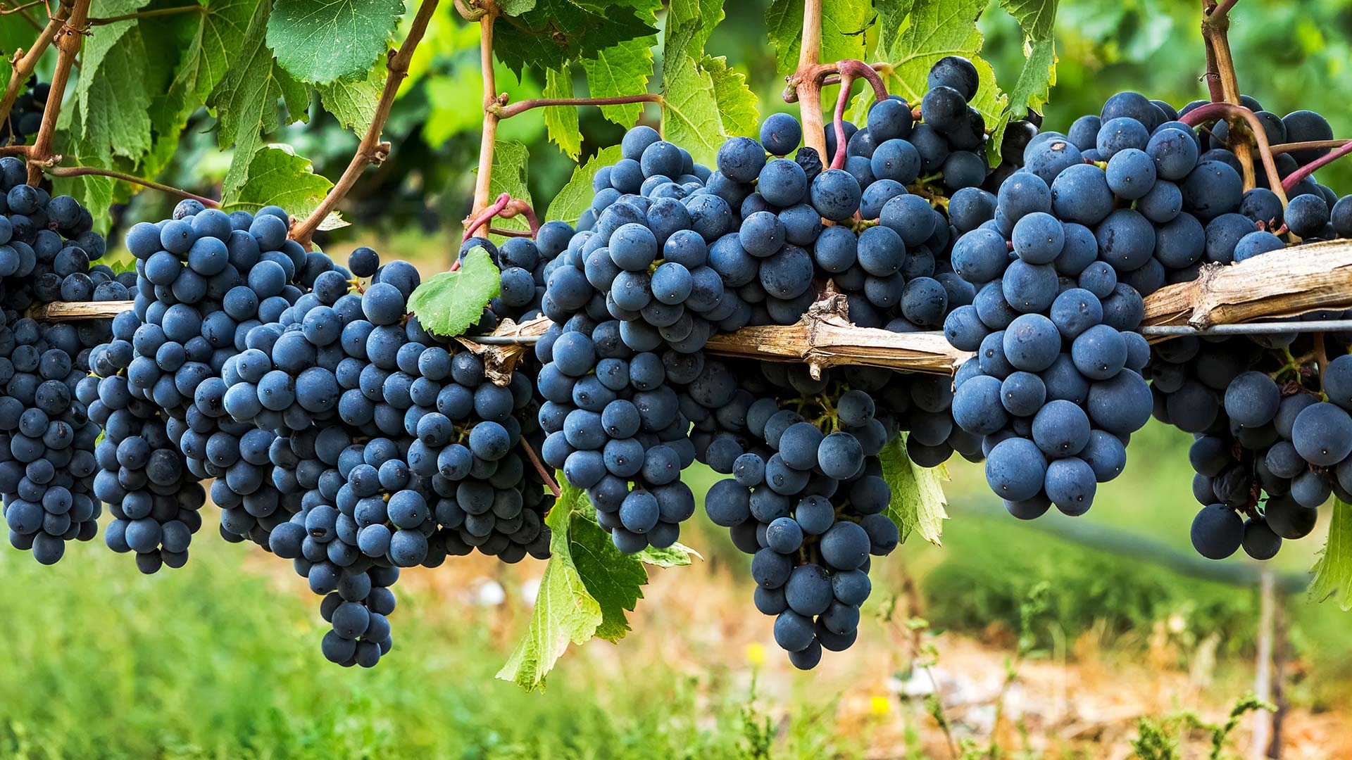 Clusters of dark purple grapes hanging on a vine in Penticton, B.C. (© Design Pics/Offset)(Bing Canada)