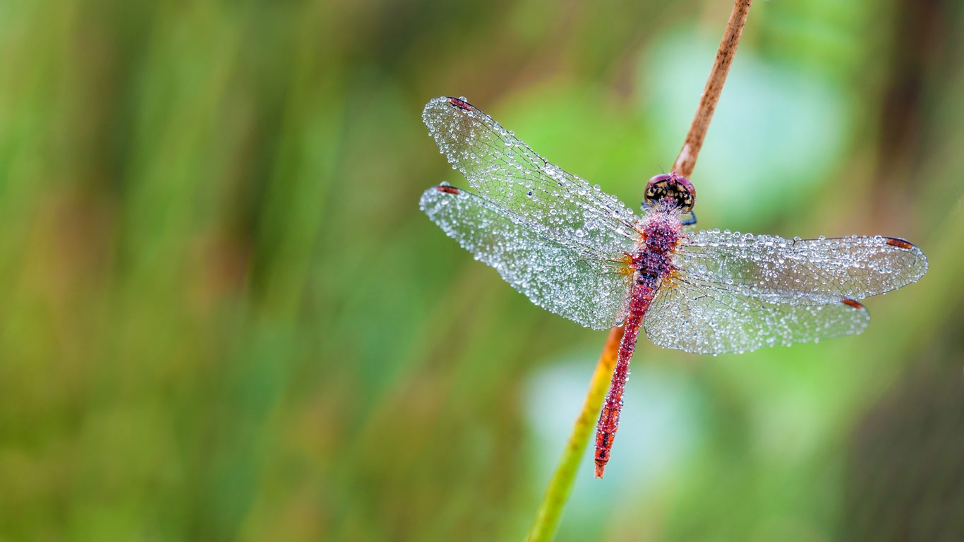 Dragonfly in a heath forest of East Flanders, Belgium (© Marcel Derweduwen/Shutterstock)(Bing United Kingdom)