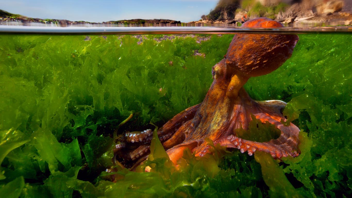 Common octopus in the Mediterranean Sea (© Pasquale Vassallo/Visuals Unlimited, Inc.)(Bing United Kingdom)