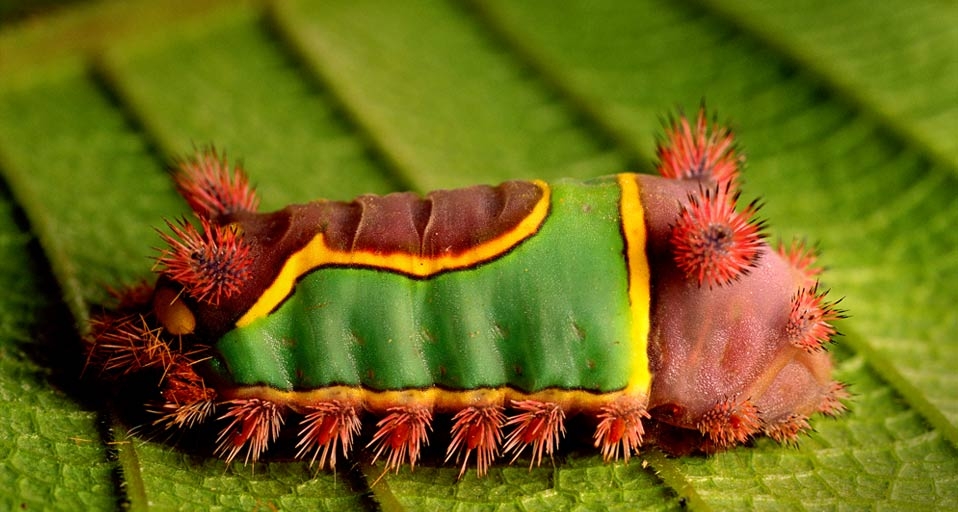 Saddleback Raupe auf einem Blatt im Cockscomb Basin in Belize, Zentralamerika – Frans Lanting/Corbis &copy; (Bing Germany)
