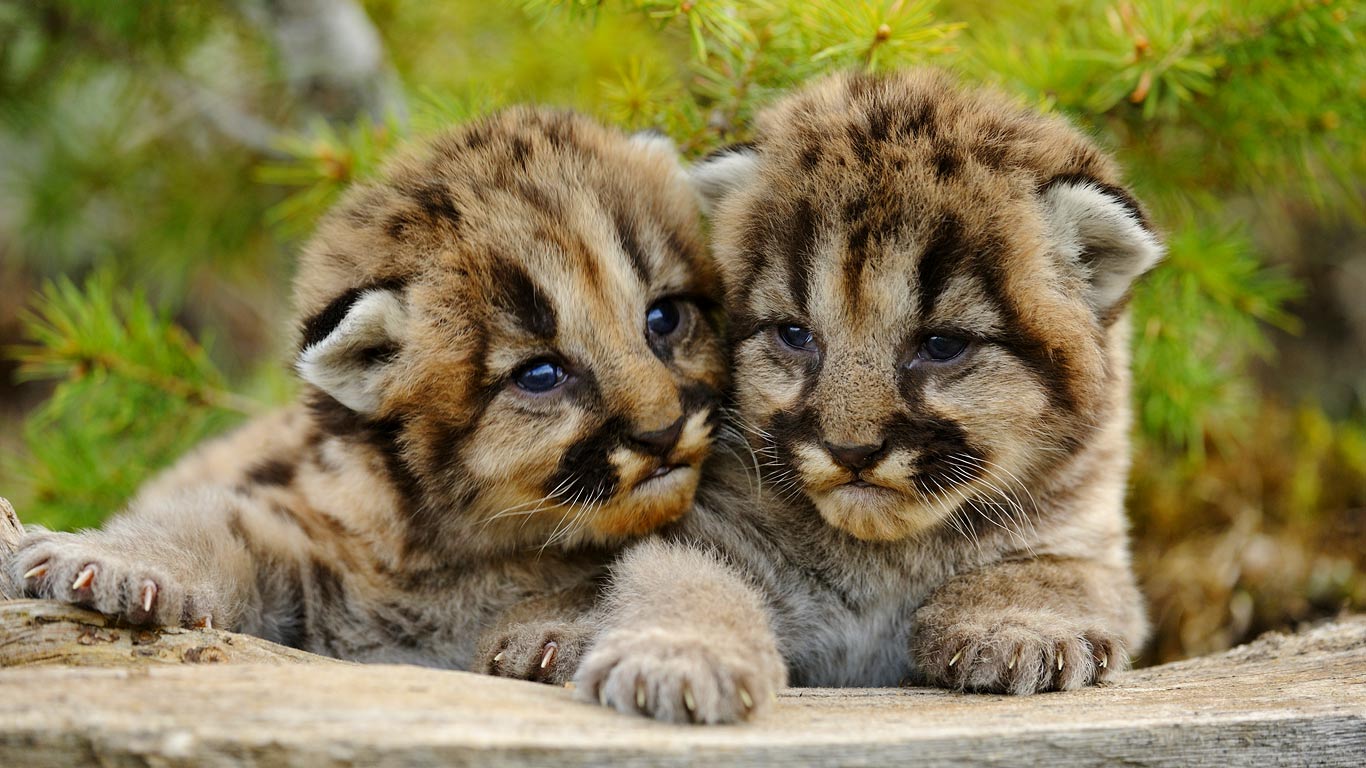 Mountain lion cubs near Bozeman, Montana, USA (© Don Johnston/age fotostock)(Bing United Kingdom)