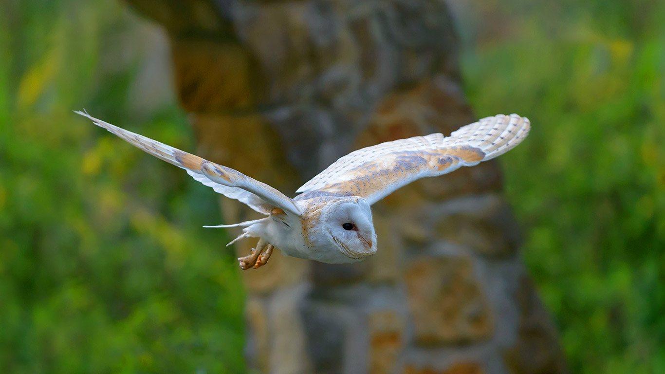 Barn owl (© Christoph Bosch/Alamy)(Bing United Kingdom)
