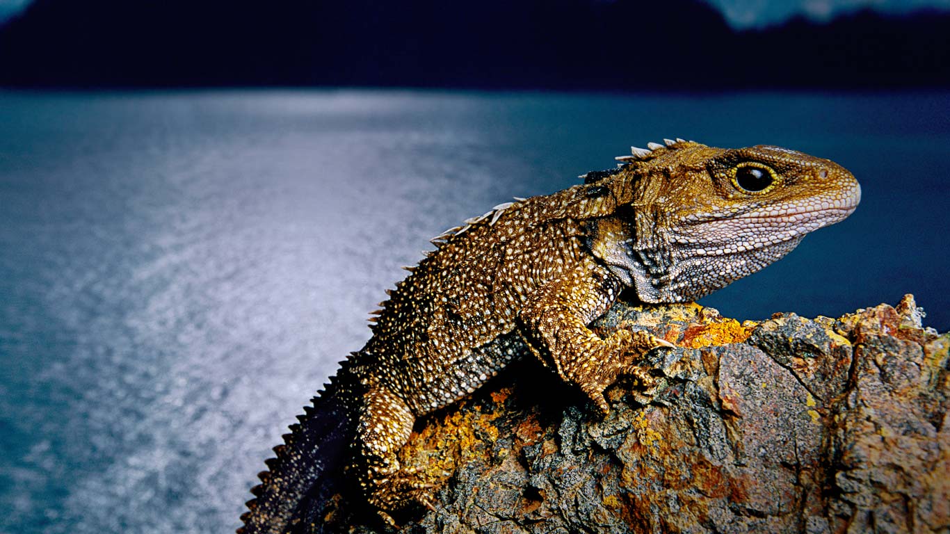 Tuatara on North Brother Island, New Zealand (© Frans Lanting/Corbis)(Bing United States)