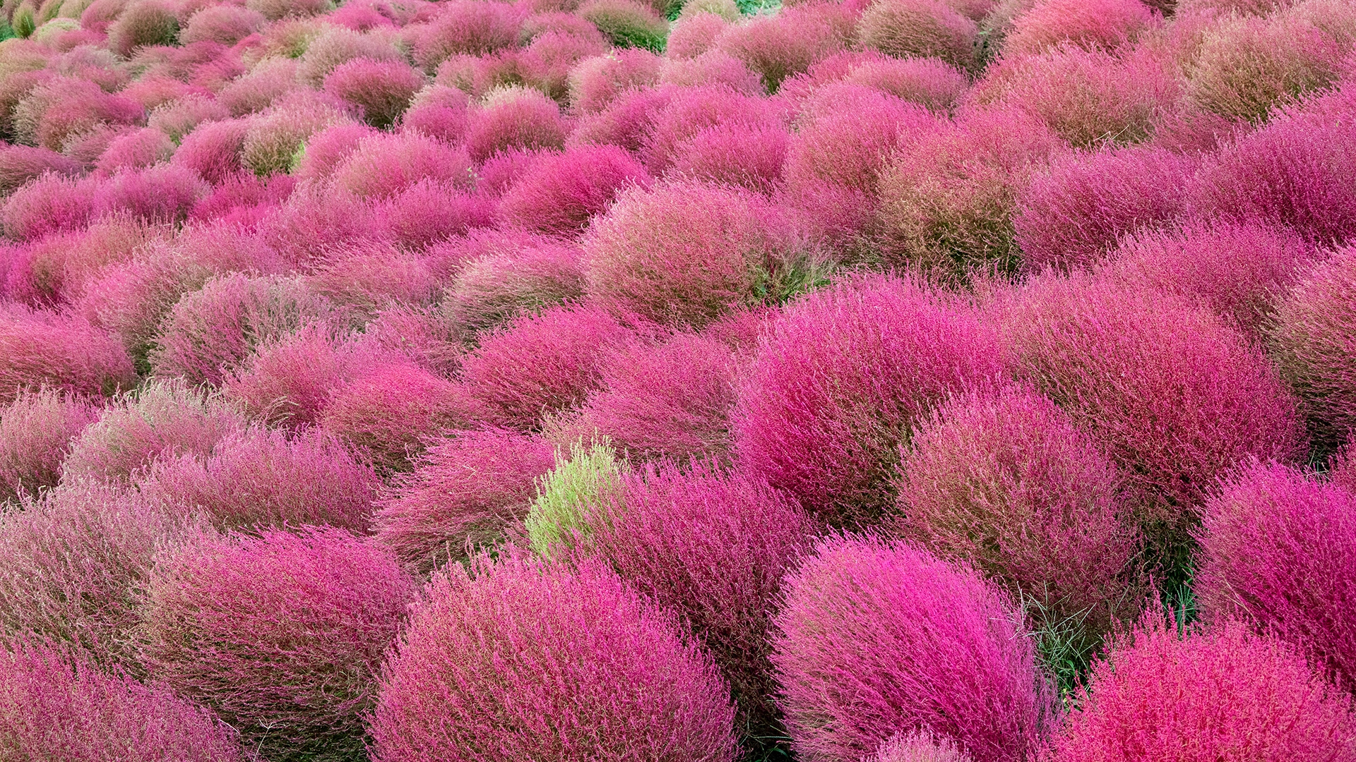 赤く染まるコキア, 茨城 (© Taro_since2017/shutterstock)(Bing Japan)