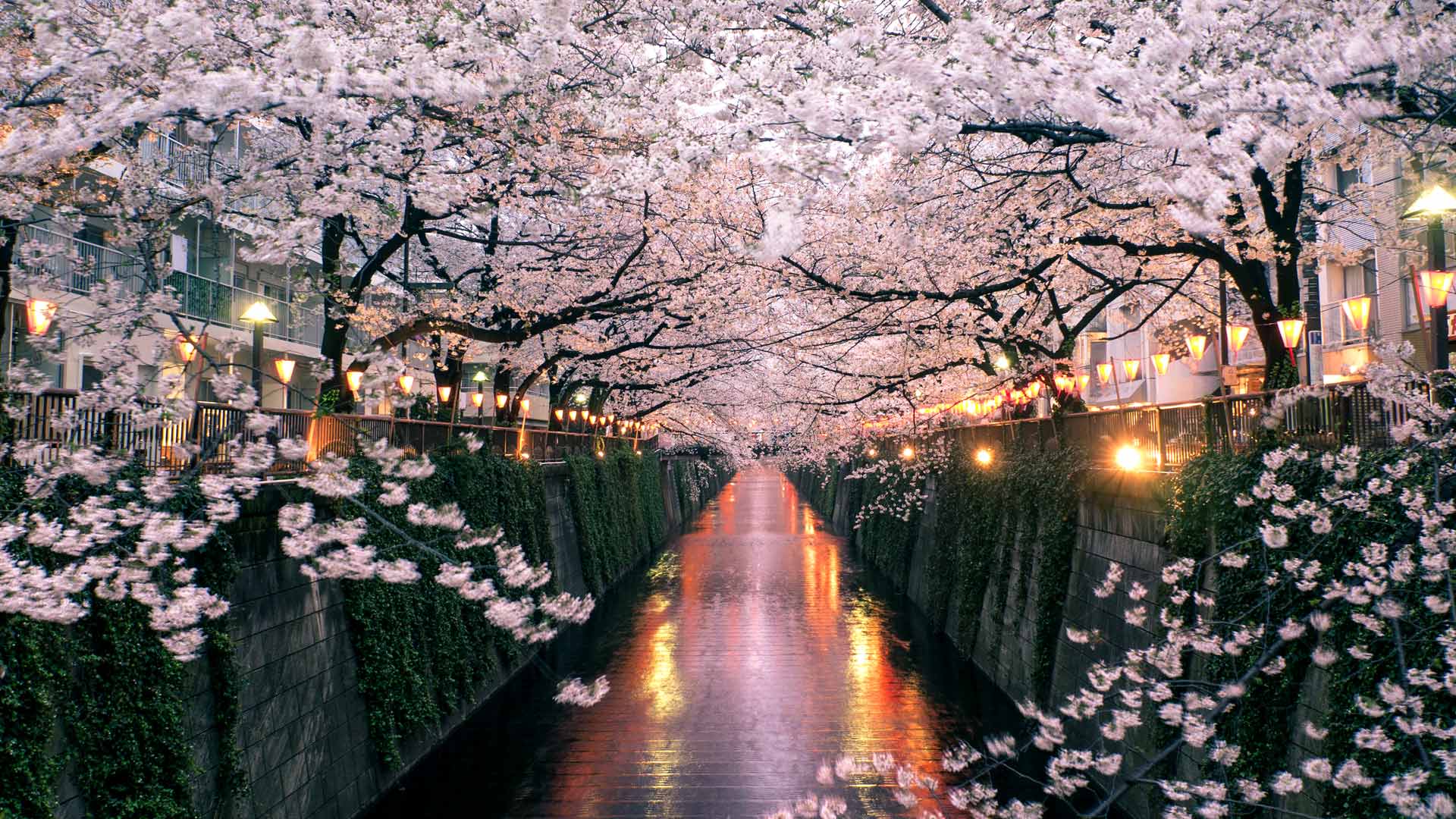 Cherry blossoms over the Meguro River, Tokyo, Japan (© taketan/Getty Images)(Bing United Kingdom)