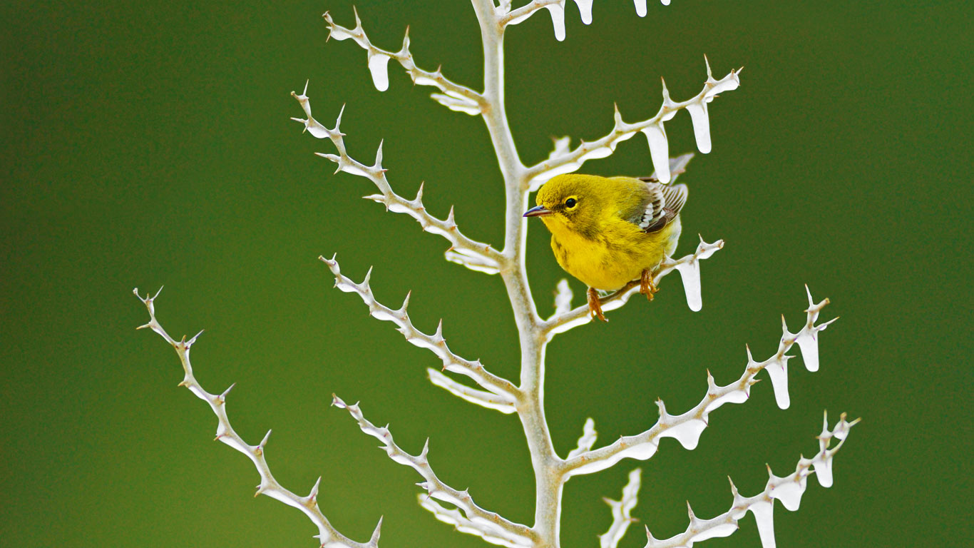 A male pine warbler perched on an icy branch (© Rolf Nussbaumer Photography/Alamy)(Bing United Kingdom)