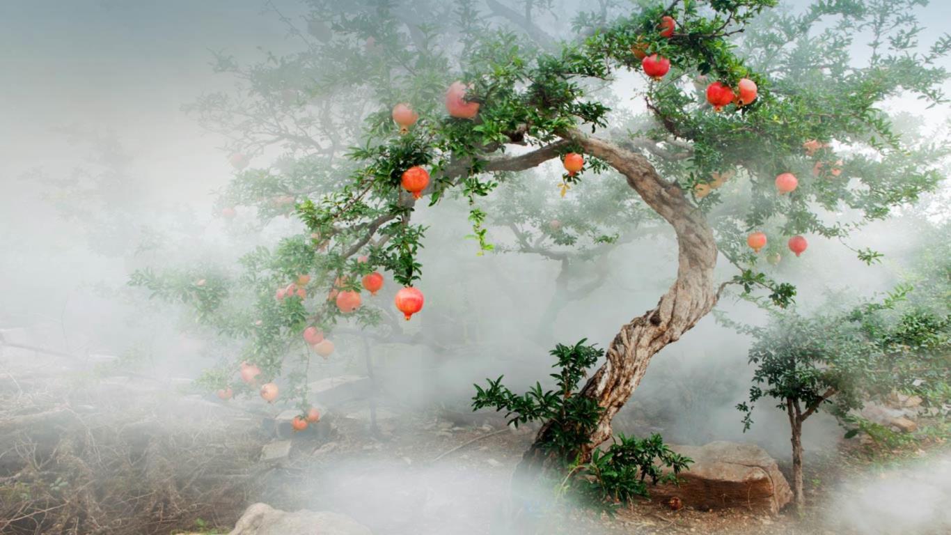 石榴树 (© View Stock/Getty Images)(Bing China)