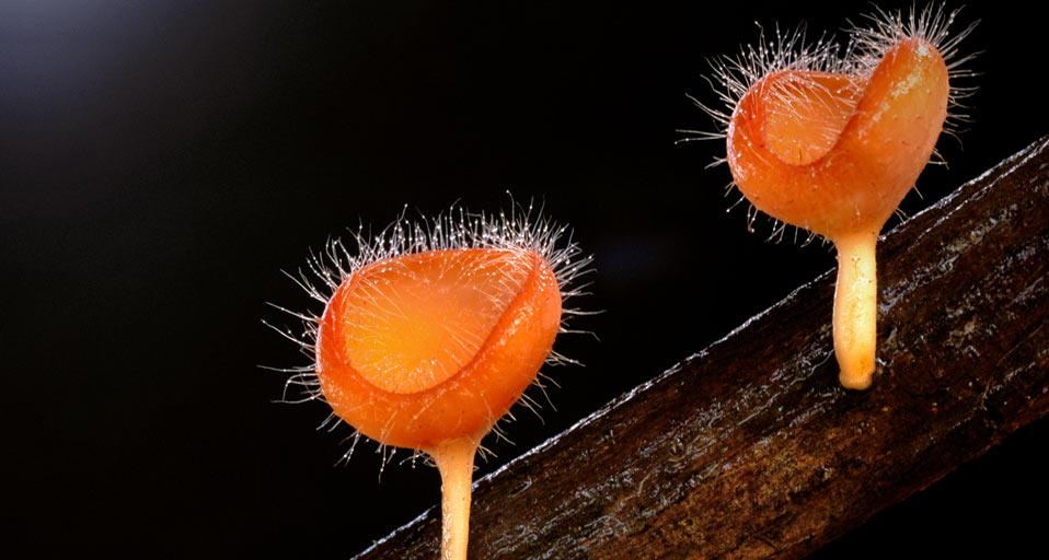 Cup fungi (Cookeina tricholoma) in Kinabalu National Park on the island of Borneo (© Frans Lanting/Corbis) &copy; (Bing United Kingdom)