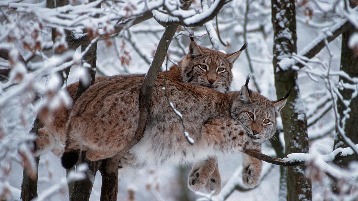 Eurasische Luchse, Nationalpark Bayerischer Wald (© tbkmedia.de/Alamy)(Bing Deutschland)