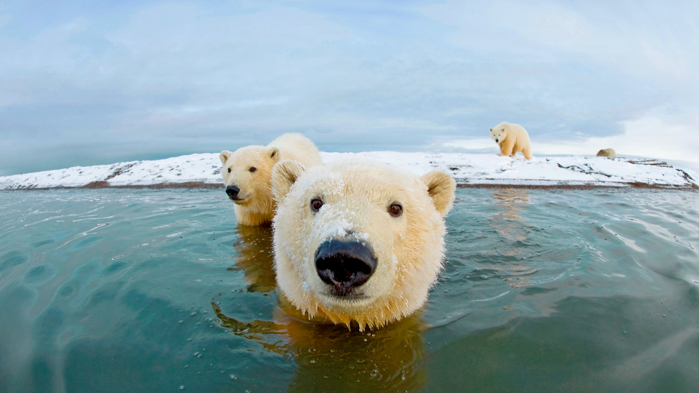 Polar bears, Arctic National Wildlife Refuge, Alaska, USA (© Steven Kazlowski/SuperStock)(Bing United Kingdom)