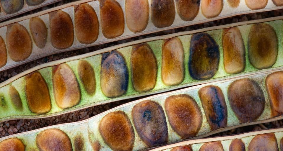 Empty seedpods from a kassod tree in the district of Anantapur, Andhra Pradesh, India (© Tim Gainey/Alamy) &copy; (Bing United States)