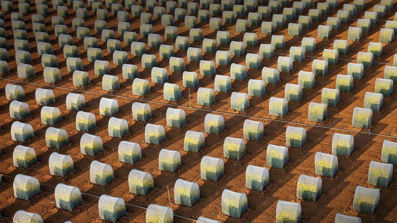 Tests of rapeseed crops, isolated parcels under tunnel to avoid crossings (aerial view), Oucques, Loir-et-Cher, France (© CORMON Francis/hemis.fr/Alamy)(Bing Canada)