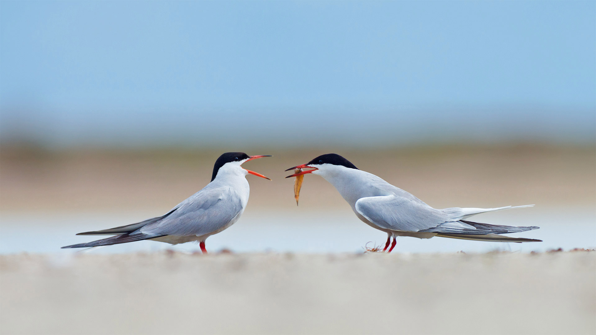 Common terns sharing a small fish (© Ryzhkov Sergey/Shutterstock)(Bing United States)