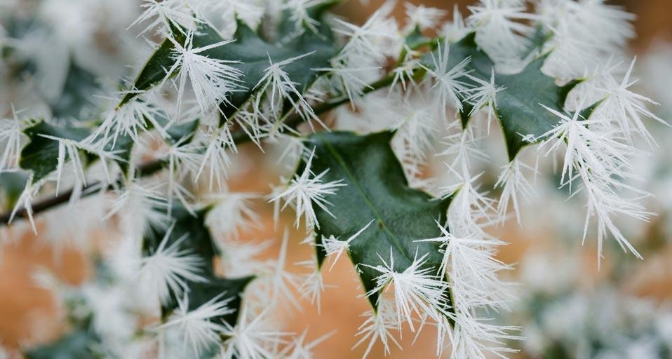 Ice crystals on holly leaves in a woodland in Ambleside, Cumbria, England (© Ashley Cooper/Aurora Photos) &copy; (Bing Canada)