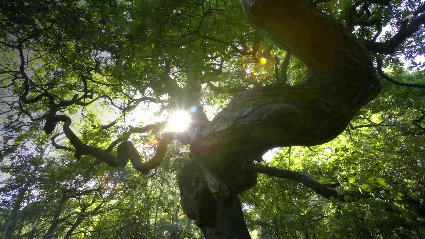 Sunlight emerging through trees in Sherwood Forest (© Laurence J. Griffiths/Getty Images)(Bing United Kingdom)