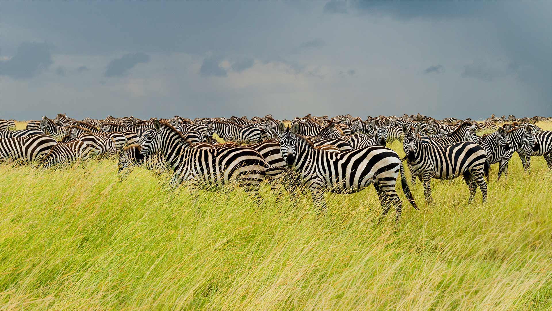 Zebras in Serengeti National Park, Tanzania (© pchoui/Getty Images)(Bing United Kingdom)
