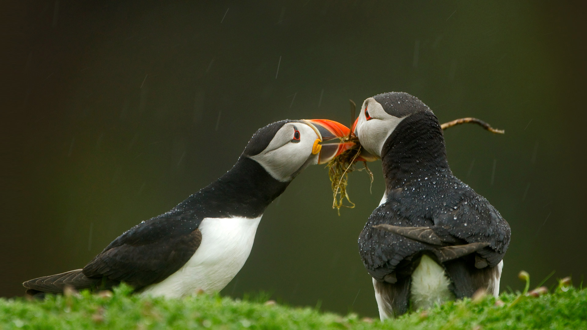 Male Atlantic puffin gives his mate nesting material, Skomer Island, Wales (© Danny Green/Minden Pictures)(Bing Canada)