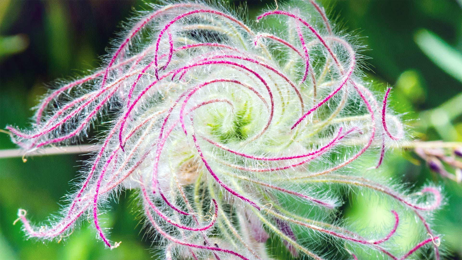结籽时的三花锦葵的长羽 (© Sunshine Haven Photo/Shutterstock)(Bing China)