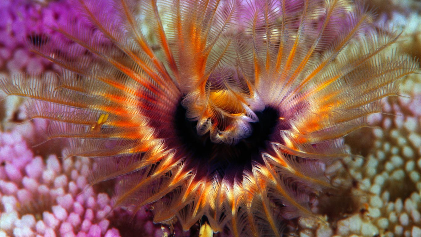 Star horseshoe worm on a hump coral reef off the Solomon Islands (© Chris Newbert/Corbis)(Bing United States)