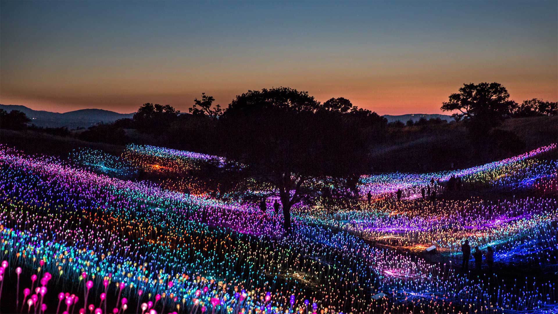 Field of Light at Sensorio, by Bruce Munro, Paso Robles, California, USA (© George Rose/Getty Images)(Bing United Kingdom)