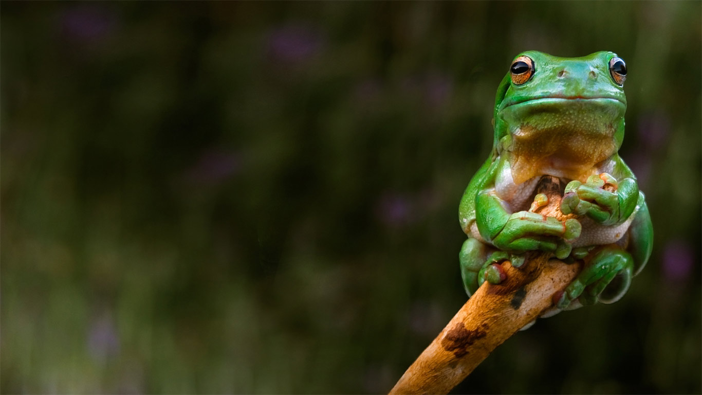 A frog clings to the tip of a branch, Adelaide, Australia (© Rob Sturman/Corbis)(Bing United Kingdom)