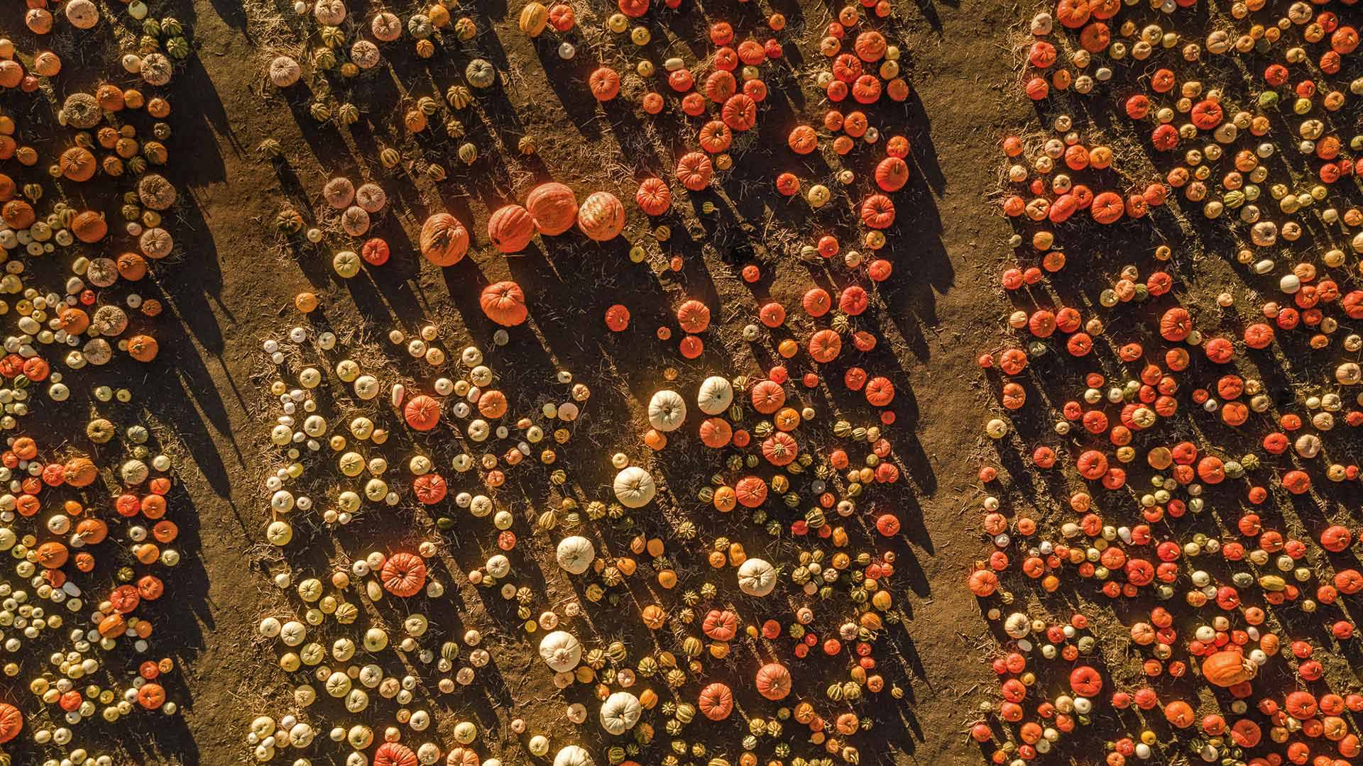 Aerial view of a pumpkin patch in Half Moon Bay, California (© Tinker Street/Michael O